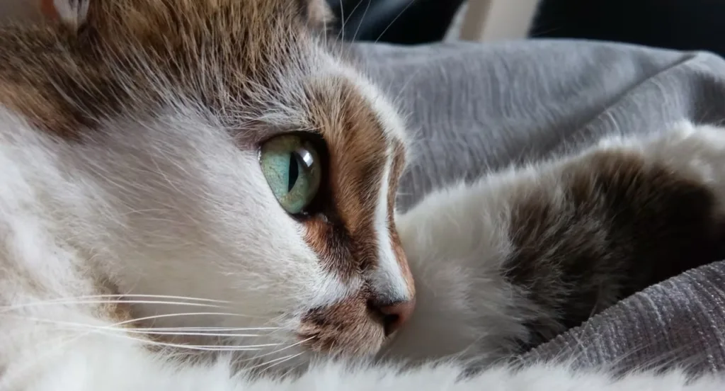 cat
